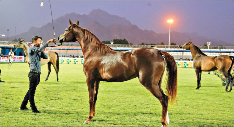 صادرات اسب به کشورهای عربی قانونمند می شود