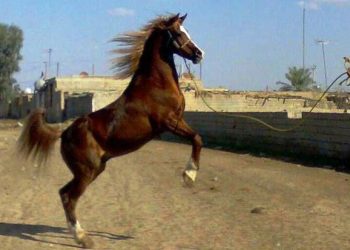 گردشگری اسب, استان یزد, اسب‌دوانی, سرمایه‌گذاری گردشگری, اشکذر