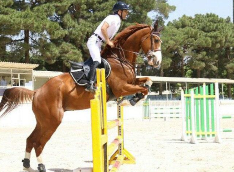 فدراسیون سوارکاری, انتخابات ورزشی, وزارت ورزش و جوانان, مدیریت ورزشی, اخبار سوارکاری